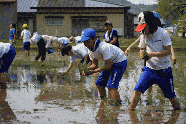 子供たちが田植えしている写真