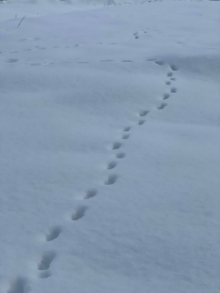  秋田県北秋田郡上小阿仁村 秋田県北秋田郡上小阿仁村 上小阿仁村写真展～秋・冬編～入賞作品紹介
