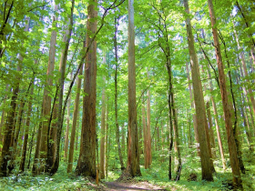 上大内沢自然観察教育林の写真